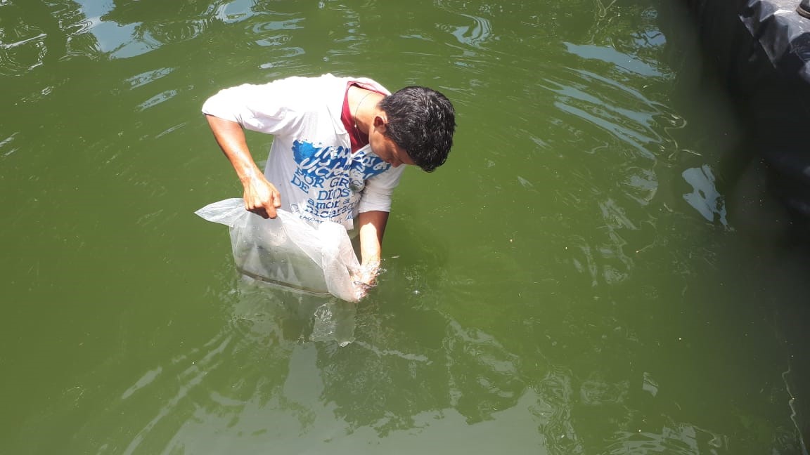 tilapia